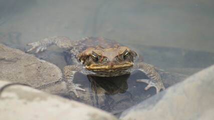 Obraz premium The cane toad (Rhinella marina), sometimes known as the 