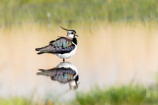 Lapwing mirroring