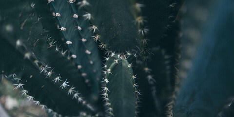 green cactus plant closeup texture background, succulent leaf design with nature, desert style decoration with growth thorn in tropical garden, botany houseplant with fresh flower in summer