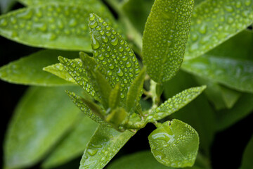 plantas con gotas de lluvia macro