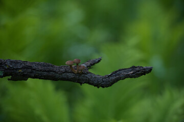 Forest Mushroom