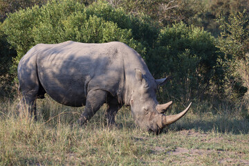 Obraz premium Breitmaulnashorn / Square-lipped rhinoceros / Ceratotherium Simum