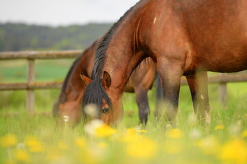 Connemara Ponies auf der Wiese