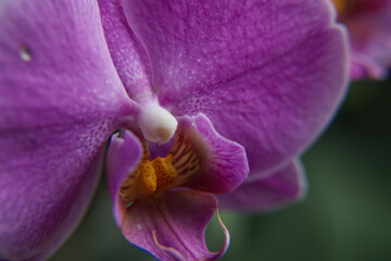 Fototapeta na wymiar close up of a purple orchid