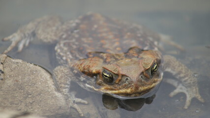 The cane toad (Rhinella marina), sometimes known as the 