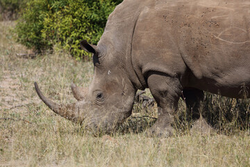 Obraz premium Breitmaulnashorn / Square-lipped rhinoceros / Ceratotherium Simum