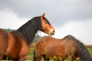 Connemara Ponies auf der Wiese
