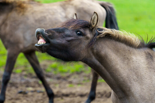 Wildpferd bleckt dir Z&auml;hne