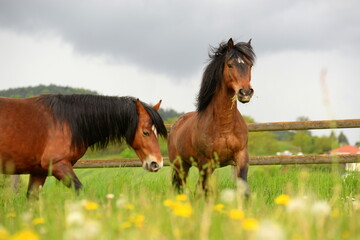Connemara Ponies auf der Wiese