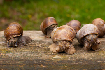 Garden snails on a wooden background. Snails after the rain