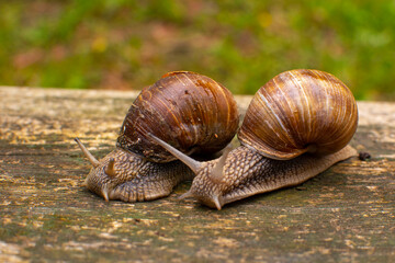 Garden snails on a wooden background. Snails after the rain