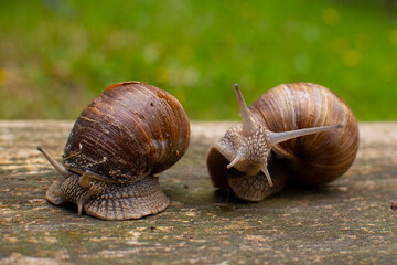 Garden snails on a wooden background. Snails after the rain
