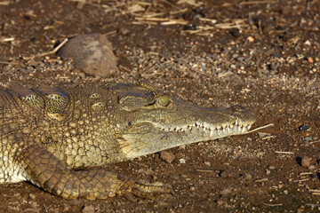 Nilkrokodil / Nile crocodile / Crocodylus niloticus