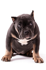 A puppy of the American Bully breed of the tricolor color. A newly created companion dog breed in the United States. Isolated on a white background, close-up, selective focus