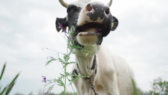 Black and White Milk Cow Chewing Grass and Purple Wildflowers in Meadow, Slow motion. Cow Head Close-up. Cattle in Pasture