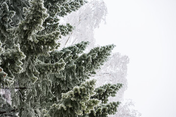 Evergreen spruce tree branches covered with hoarfrost. Winter background. - obrazy, fototapety, plakaty