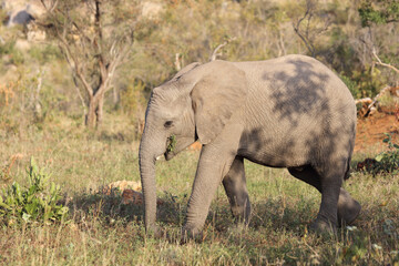 Fototapeta premium Afrikanischer Elefant / African elephant / Loxodonta africana.