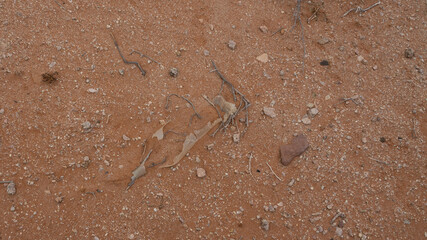 Remains of a single use plastic bottle which was littered and is now polluting a desert