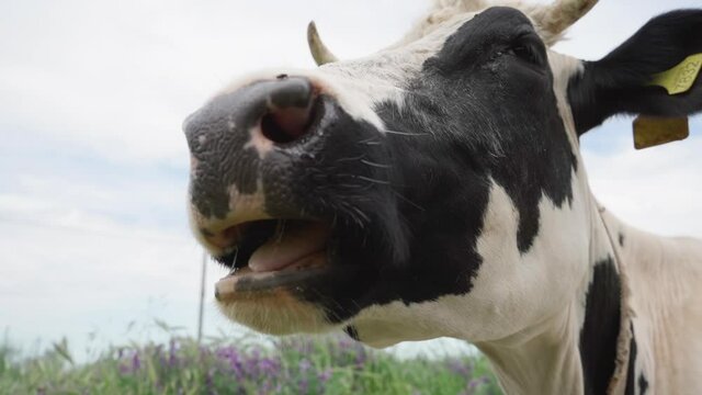 Head of Chewing Cow Close-up. Black and White Dairy Cow in Meadow. Cow Chewing Cud in Slow Motion