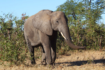 Obraz premium Afrikanischer Elefant / African elephant / Loxodonta africana