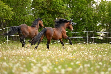 Connemara Ponies auf der Wiese