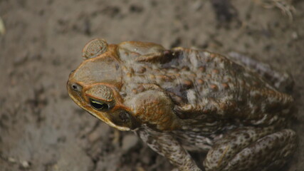 The cane toad (Rhinella marina), sometimes known as the 