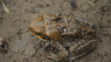 The cane toad (Rhinella marina), sometimes known as the 