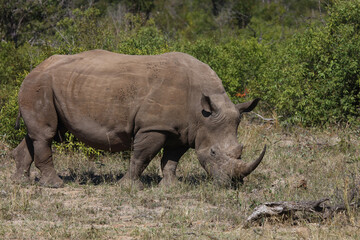 Breitmaulnashorn / Square-lipped rhinoceros / Ceratotherium Simum