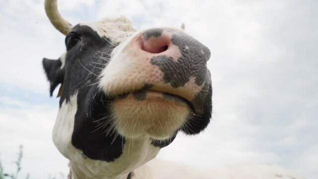 Black and White Cow Lying in Meadow and Chewing Cud. Close-up of Chewing Cow. Camera Zooming In From Medium To Close-up