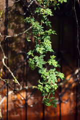 artistic background, rose branches on the background of an abandoned veranda in the spring garden. the photo is suitable for a cover or greeting card. Selective focus, shallow depth of field, blurring