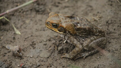 The cane toad (Rhinella marina), sometimes known as the 