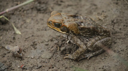 The cane toad (Rhinella marina), sometimes known as the 