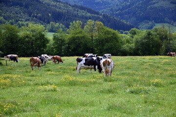 Fototapeta na wymiar Glückliche Kühe im Schwarzwald