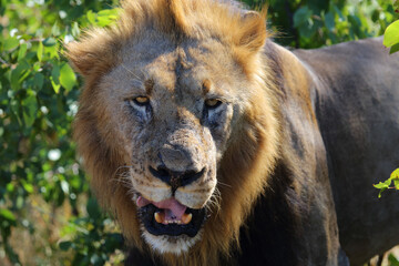 Afrikanischer Löwe / African lion / Panthera leo.