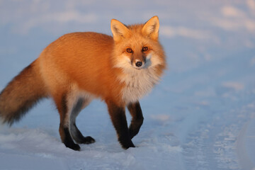 Red fox