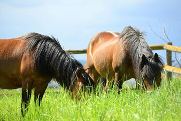 Connemara Ponies auf der Wiese