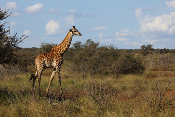 Giraffe / Giraffe / Giraffa camelopardalis.
