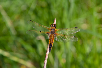 Golden dragonfly basking in the sun sitting on a branch