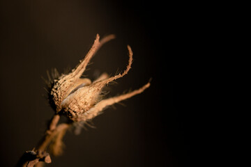 Natureza 1