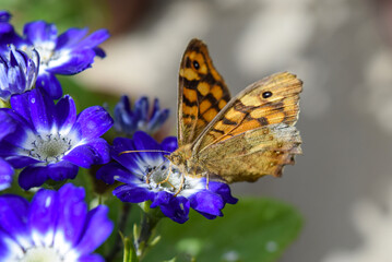 Close up of butterfly on blue flowers.
