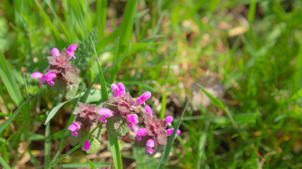 Obraz premium A purple flowering plant Lamium purpureum