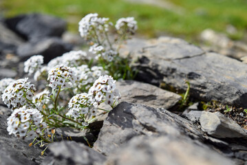 Close up of white wildflowers on the rocks.
