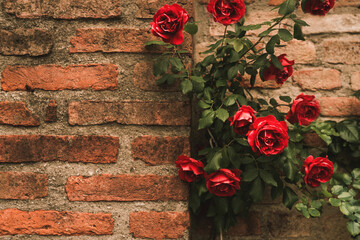 Roses climb on a brick wall. Climbing red roses near red stone old wall. Colourful roses on wall. Blooming red rose bush and brick wall.