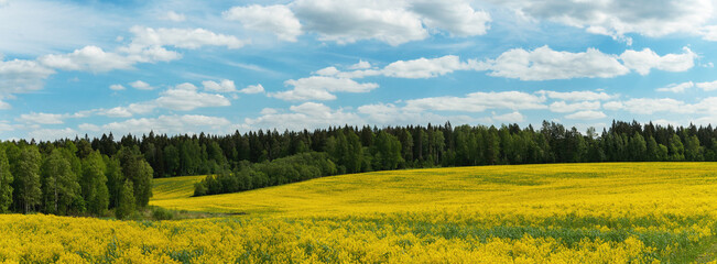 Landscape with yellow field and sky