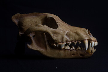 Naklejka premium Skull of a dog on black background