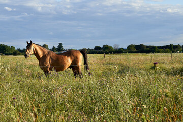A brown horse in the country