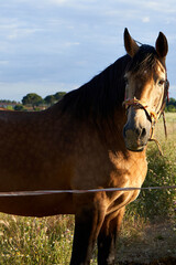A brown horse looking me