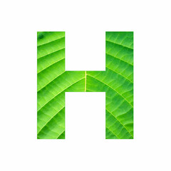 Alphabet Letter H - Green leaf plant background