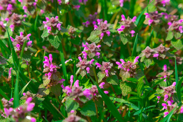 A purple flowering plant Lamium purpureum