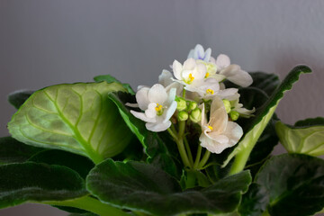 Naklejka na ściany i meble Beautiful white violets growing among green leaves. Blooming home plant in the pot with a grey background. Selective focus. 